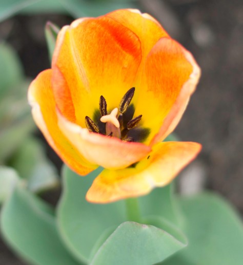 20180412-DSC_1400 ted ensley 2