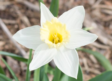 20180412-DSC_1460 ted ensley 2